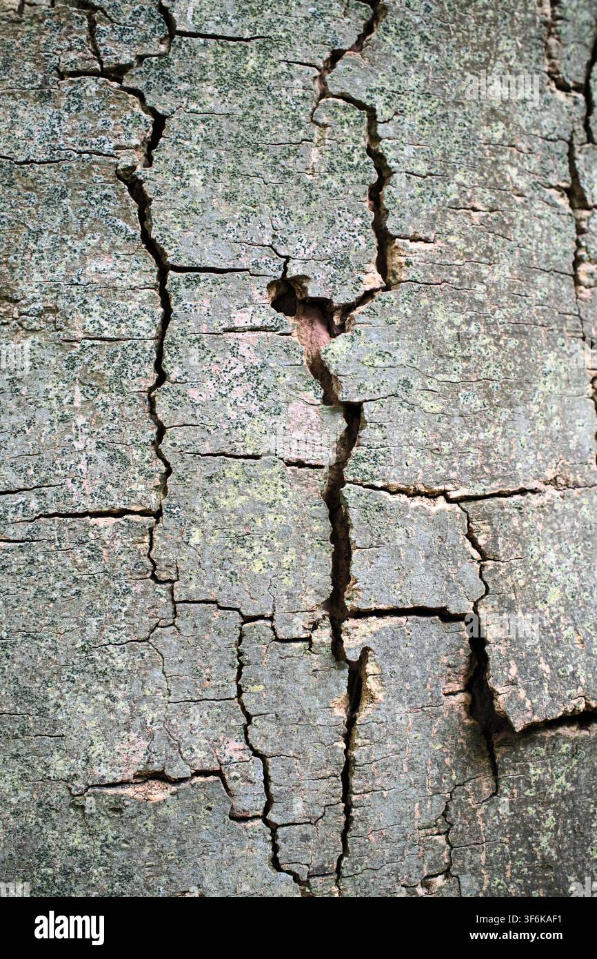Texture macro en gros plan d'écorce d'arbre profondément fissurée recouverte de lichens vert pâle Banque D'Images