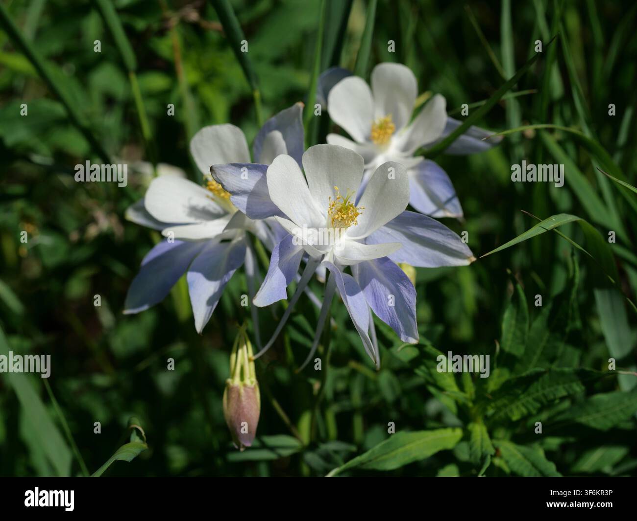 Fleurs de columbine sauvage du Colorado (Aquilegia coerulea) en fleur près du lac Isabelle dans l'Indian Peaks Wilderness, Colorado, États-Unis, fin juin. Banque D'Images