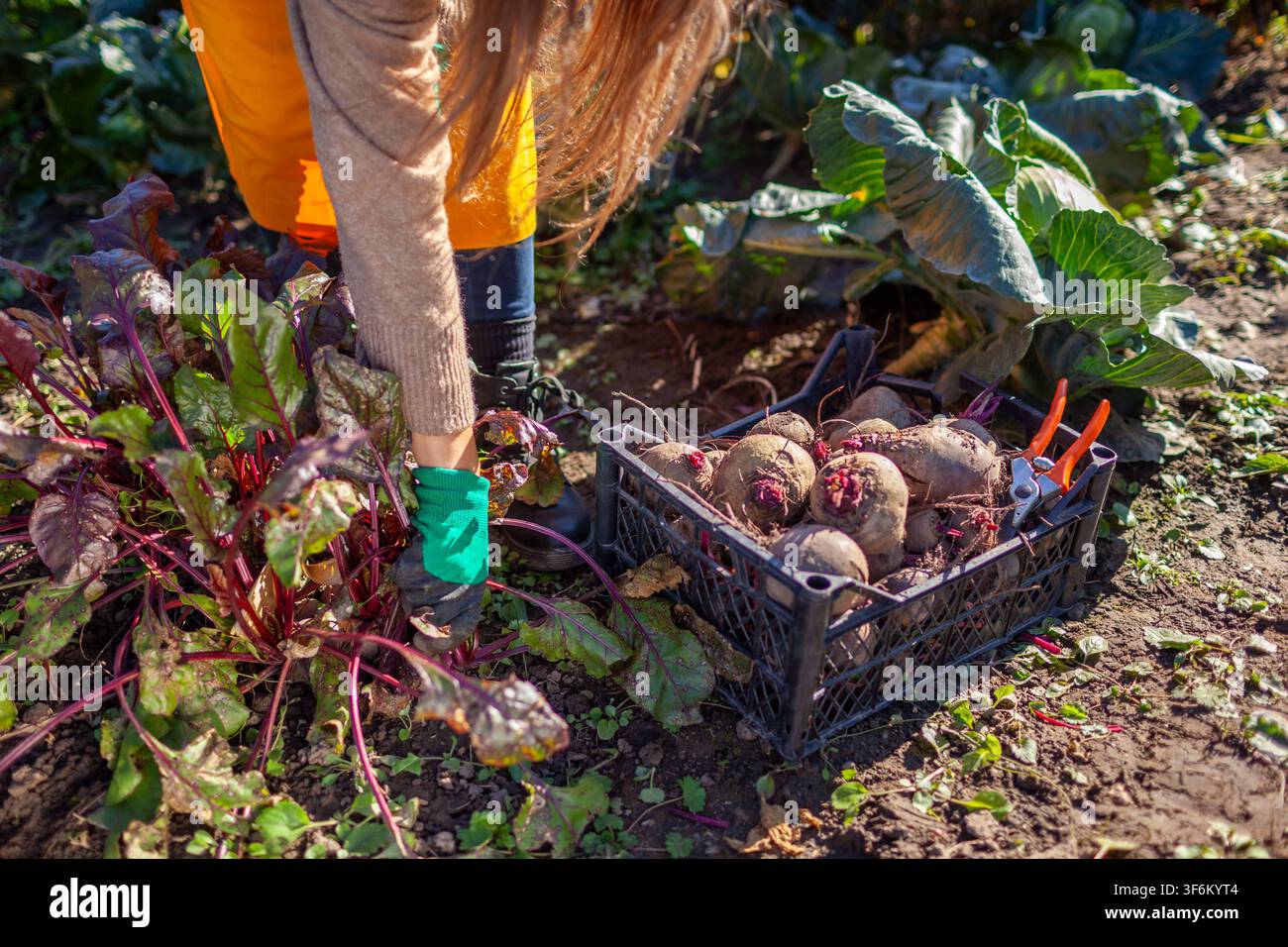 Agriculteur récoltant des betteraves dans le jardin d'automne. Jardinier cueillant des légumes et les mettant dans une caisse. Femme tirant une betterave rouge du sol. Légumes frais d'automne cultivés à la maison Banque D'Images