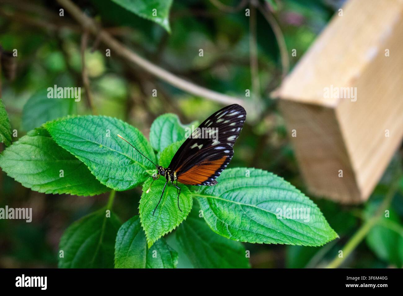 Papillon tropical aux ailes noires, blanches et orange reposant sur des feuilles vertes luxuriantes dans un habitat de forêt tropicale d'une maison des papillons. Banque D'Images
