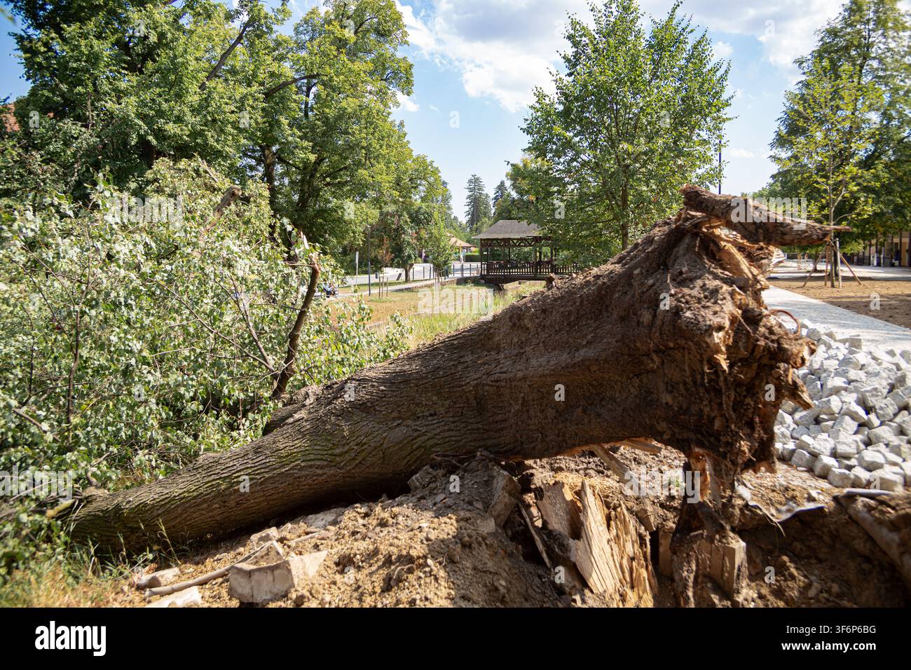 Close-up de racines d'arbres massives déracinées exposées après une puissante tempête. Ancien arbre tombé arraché du sol par des intempéries et des vents de tempête Banque D'Images