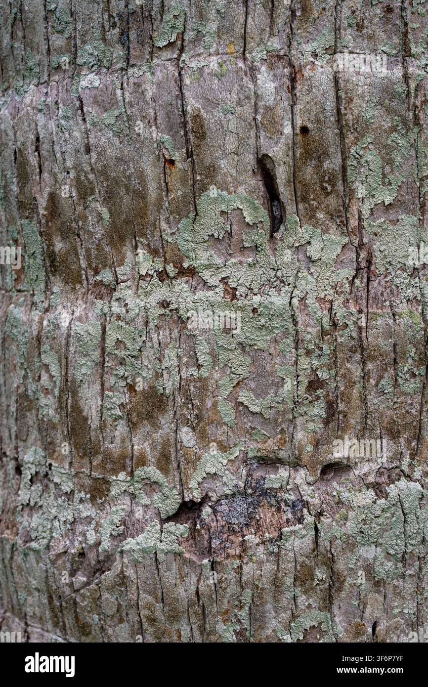 Gros plan de la texture d'un tronc de palmier rugueux recouvert de lichen vert pâle. Vue macro détaillée montrant des fissures verticales et des motifs naturels du bois. Banque D'Images