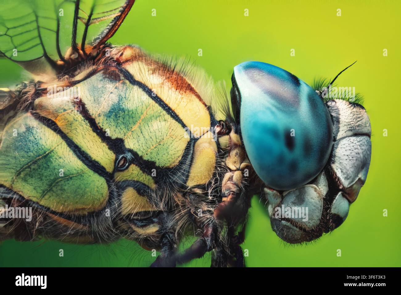 Portrait macro extrême en gros plan de la tête d'une libellule avec un œil composé bleu sur fond vert Banque D'Images