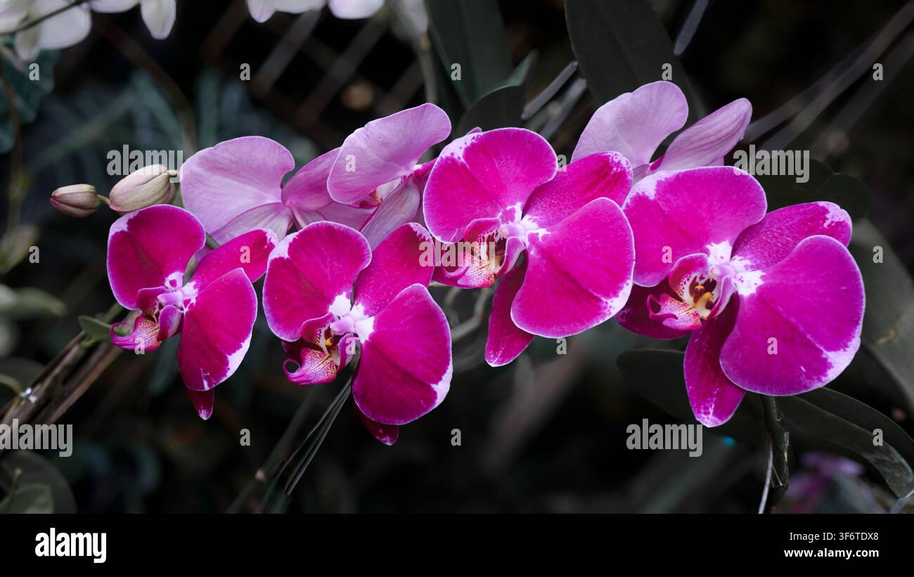 Rose rose douce épanouie avec des pétales délicats. Des feuilles vertes encadrent la fleur sous une lumière naturelle. L'arrière-plan suggère d'autres floraisons en douceur floue. Couleurs douces Banque D'Images