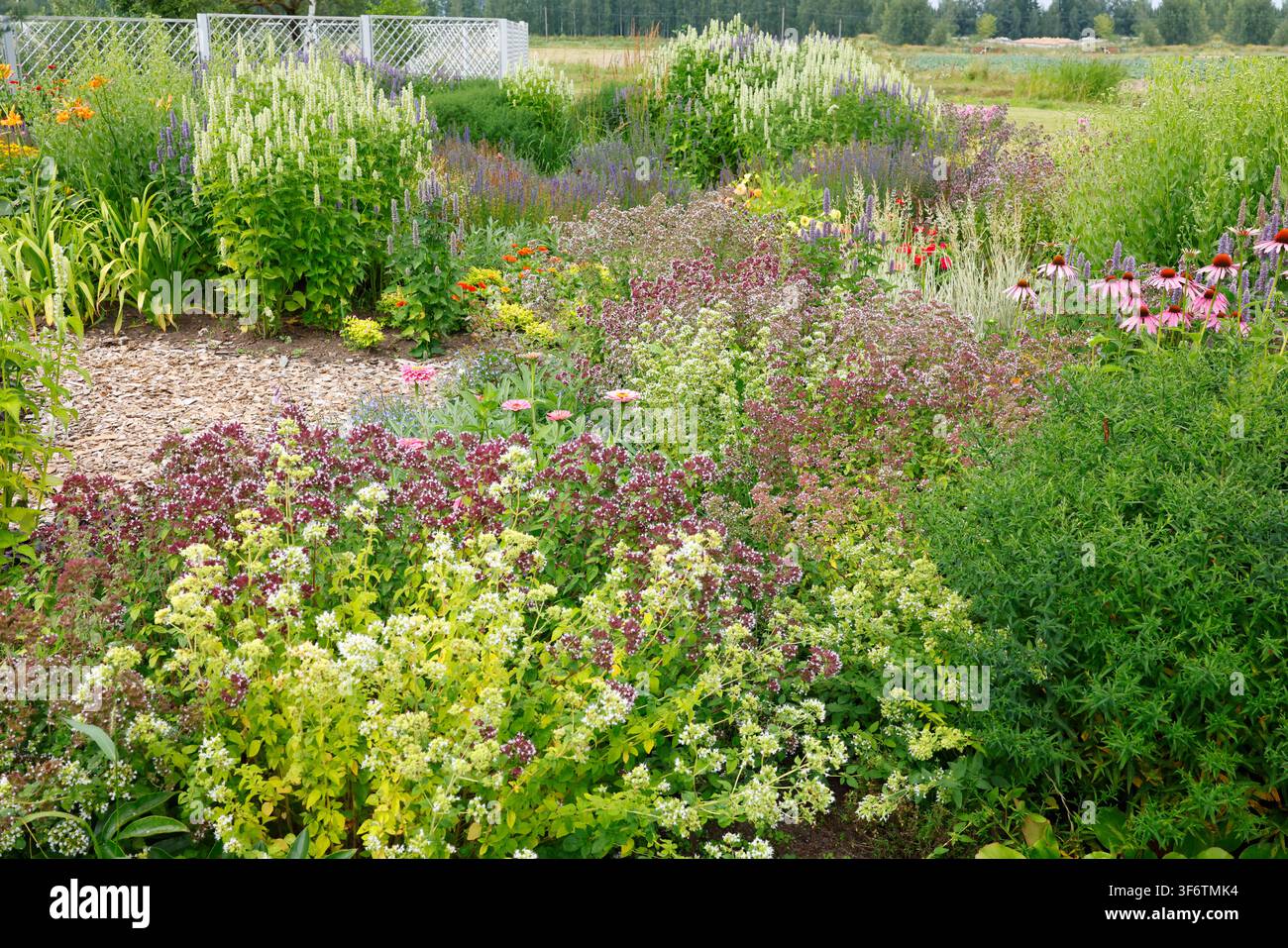 Joli chemin de jardin pérenne avec des plantes d'origan en fleurs et des fleurs de zinnia. L'aménagement paysager luxuriant d'un jardin d'été comprend un sentier en paillis de copeaux de bois biologique Banque D'Images