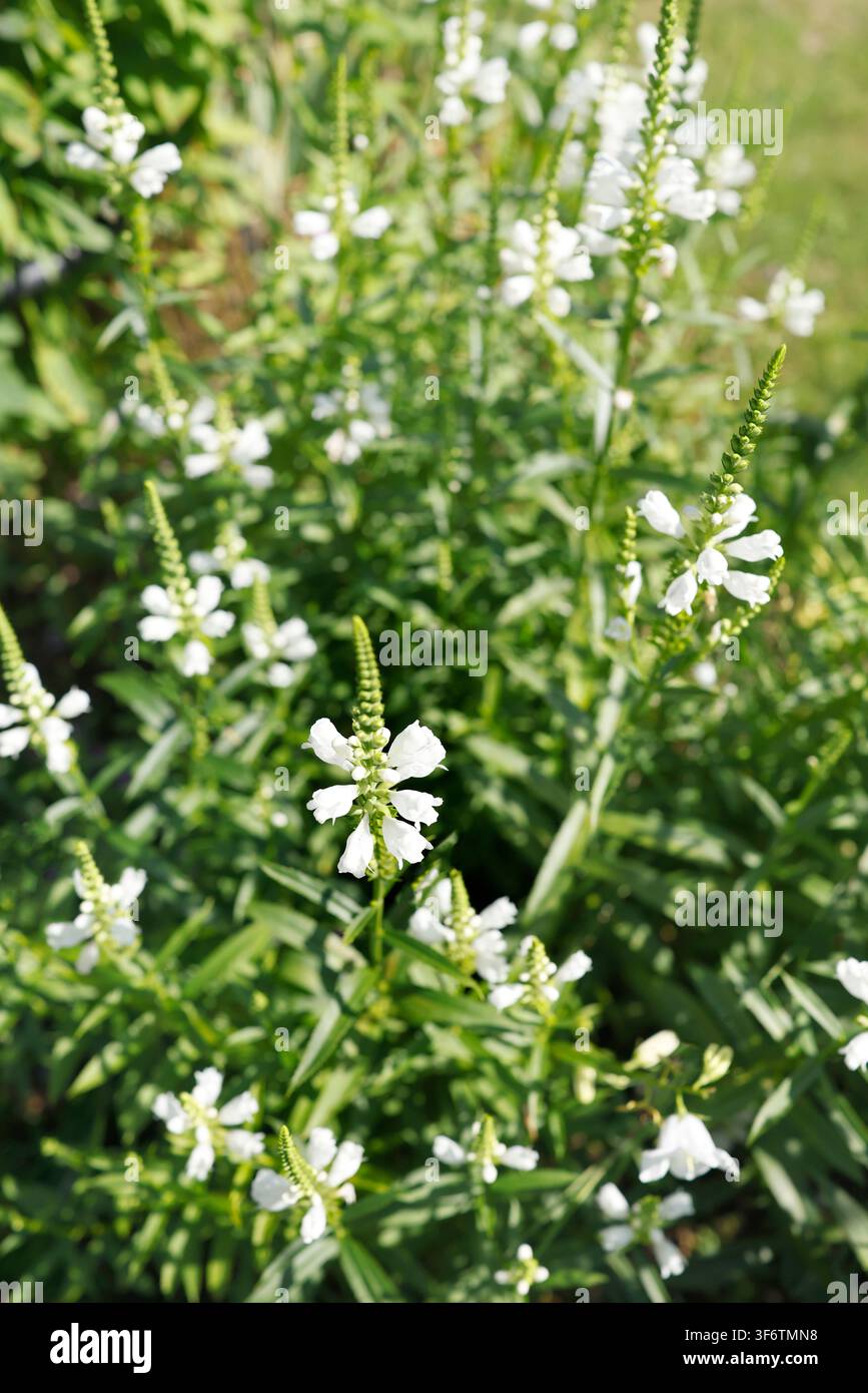 Les épis élancés de la physostegia virginiana s'élèvent verticalement dans un jardin d'été lumineux. Une composition linéaire de fleurs blanches de la plante obéissante crée une élégance Banque D'Images