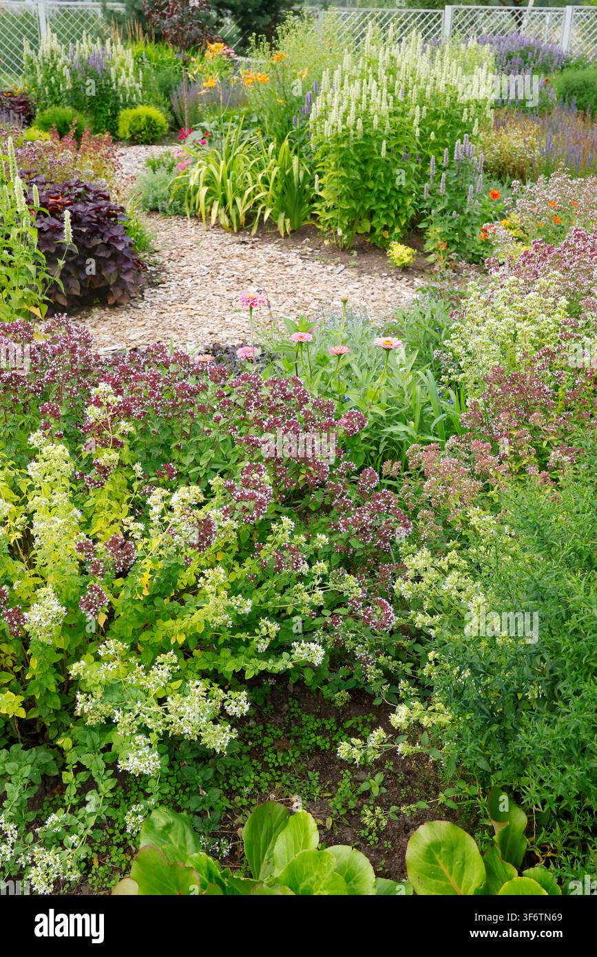 Joli chemin de jardin pérenne avec des plantes d'origan en fleurs et des fleurs de zinnia. L'aménagement paysager luxuriant d'un jardin d'été comprend un sentier en paillis de copeaux de bois biologique Banque D'Images