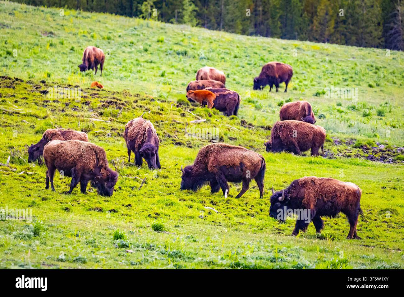 Un grand troupeau de bisons d'Amérique broute à travers les collines ondulantes de la vallée de Lamar dans le parc national de Yellowstone Banque D'Images