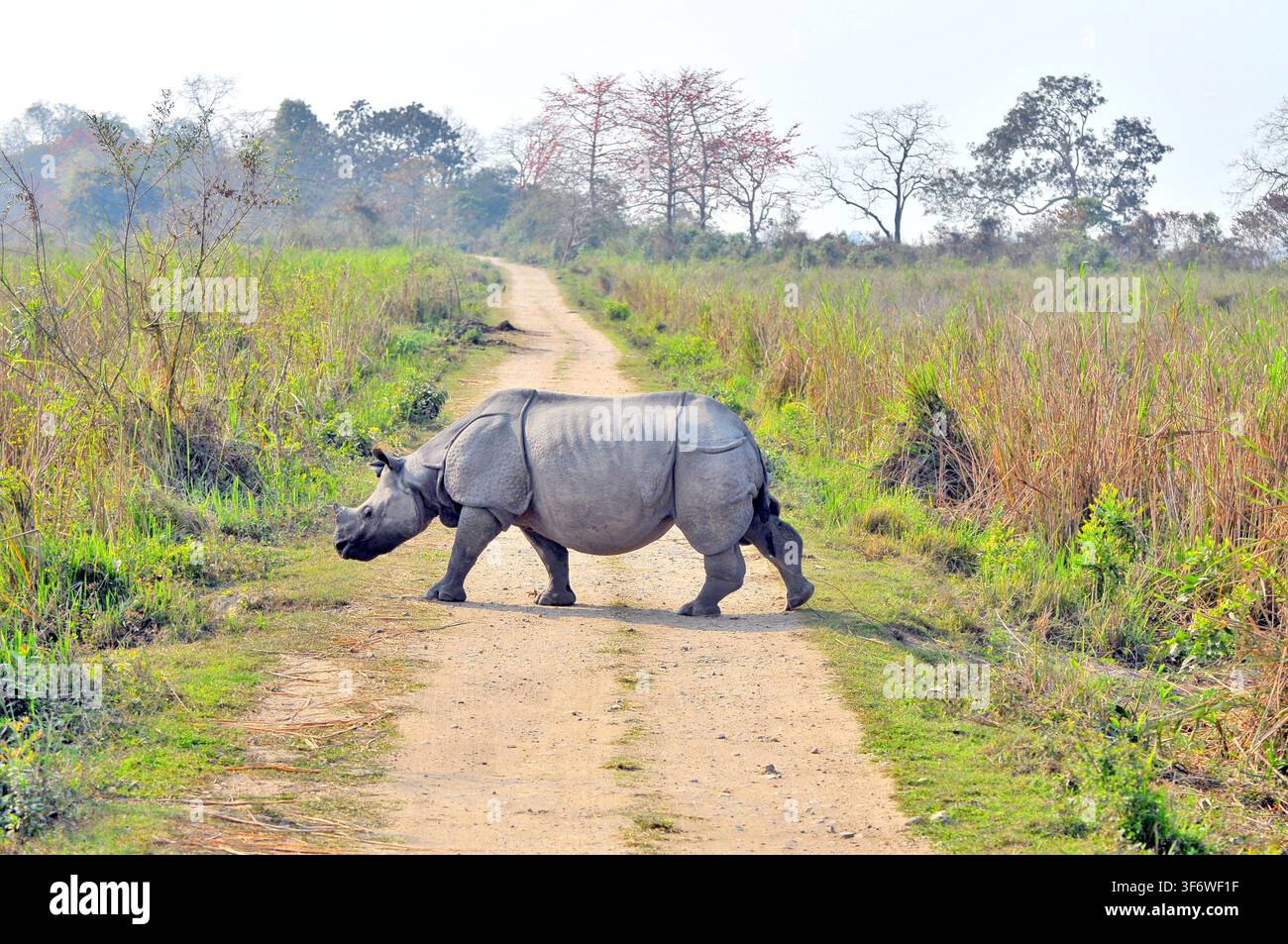 Le rhinocéros indien (Rhinoceros unicornis), également connu sous le nom de rhinocéros à une corne majeur, grand rhinocéros indien ou espèce de rhinocéros originaire de l'Inde Banque D'Images