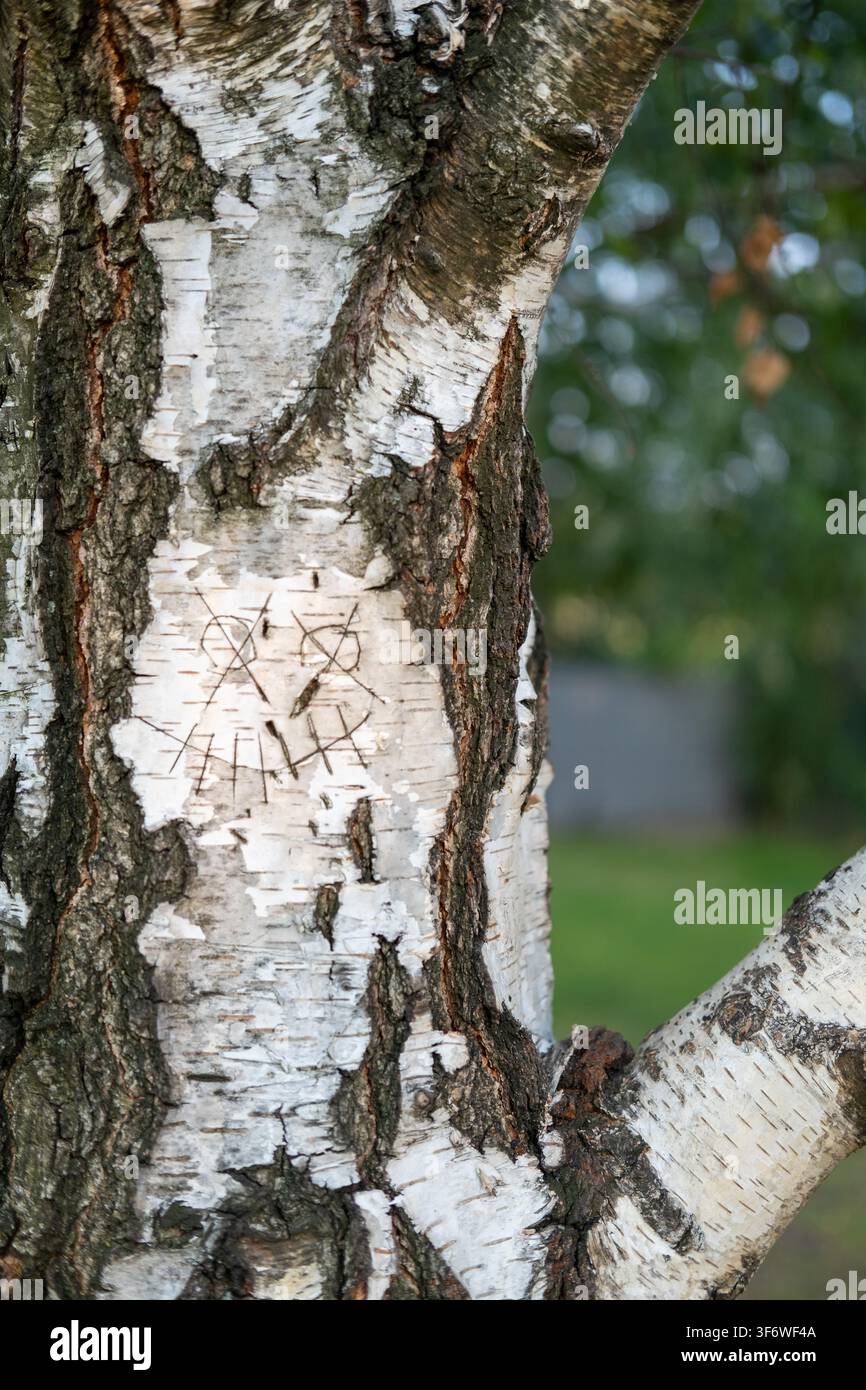 Un visage souriant est gravé dans l'écorce blanche et noire d'un tronc de bouleau. Banque D'Images