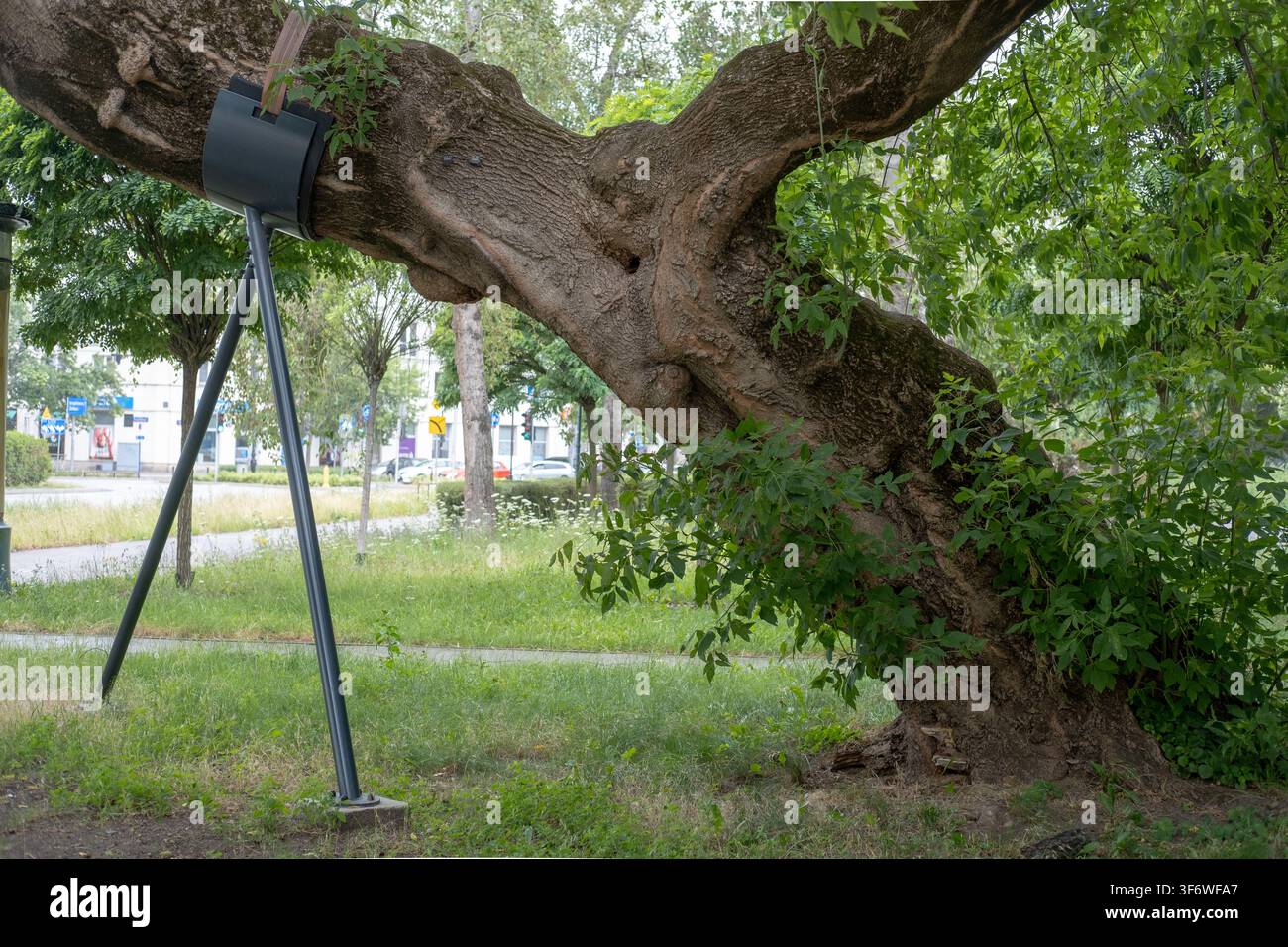 Un grand tronc d'arbre penché est soutenu par une béquille en métal dans un cadre de parc. Banque D'Images