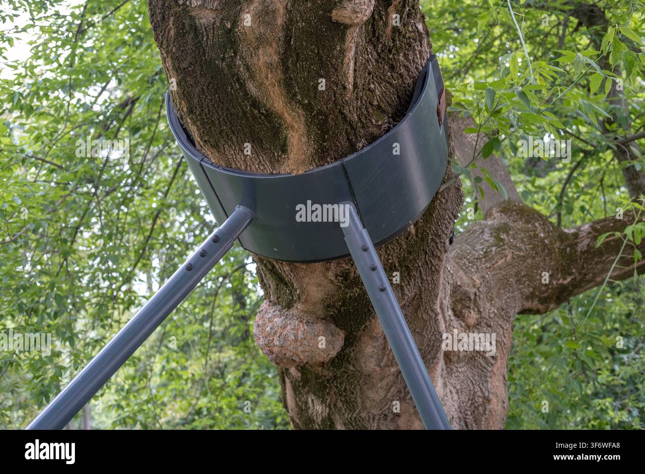 Un grand tronc d'arbre penché est soutenu par un collier métallique et des poteaux dans un parc. Banque D'Images