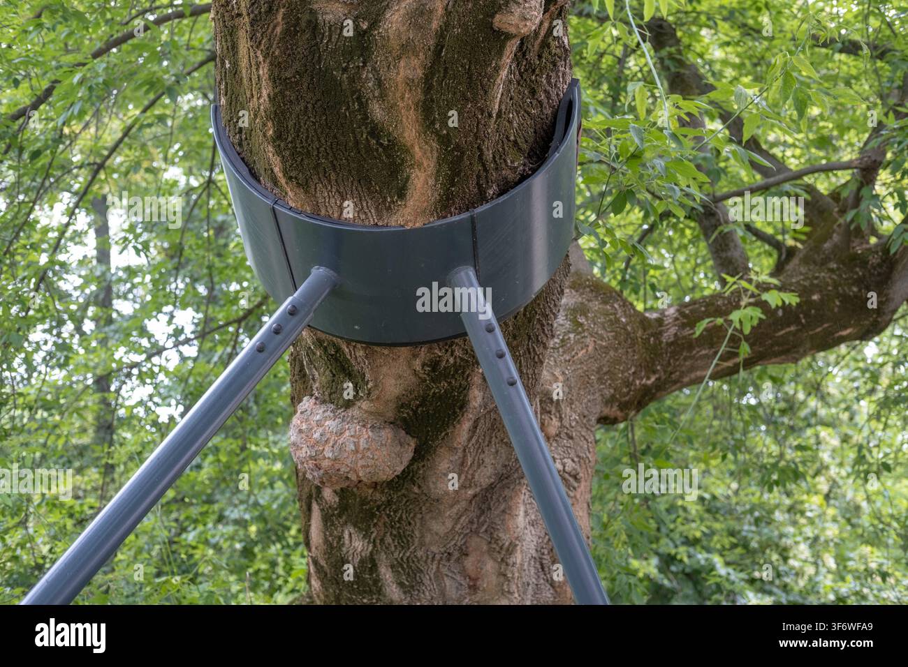 Un tronc d'arbre penché est renforcé par un support en métal sombre dans un espace vert urbain. Banque D'Images