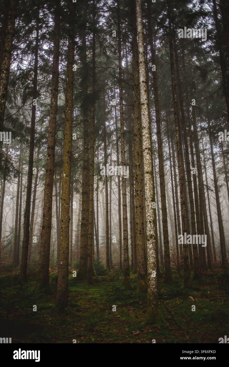 Regarder vers les grands arbres dans une forêt brumeuse Banque D'Images