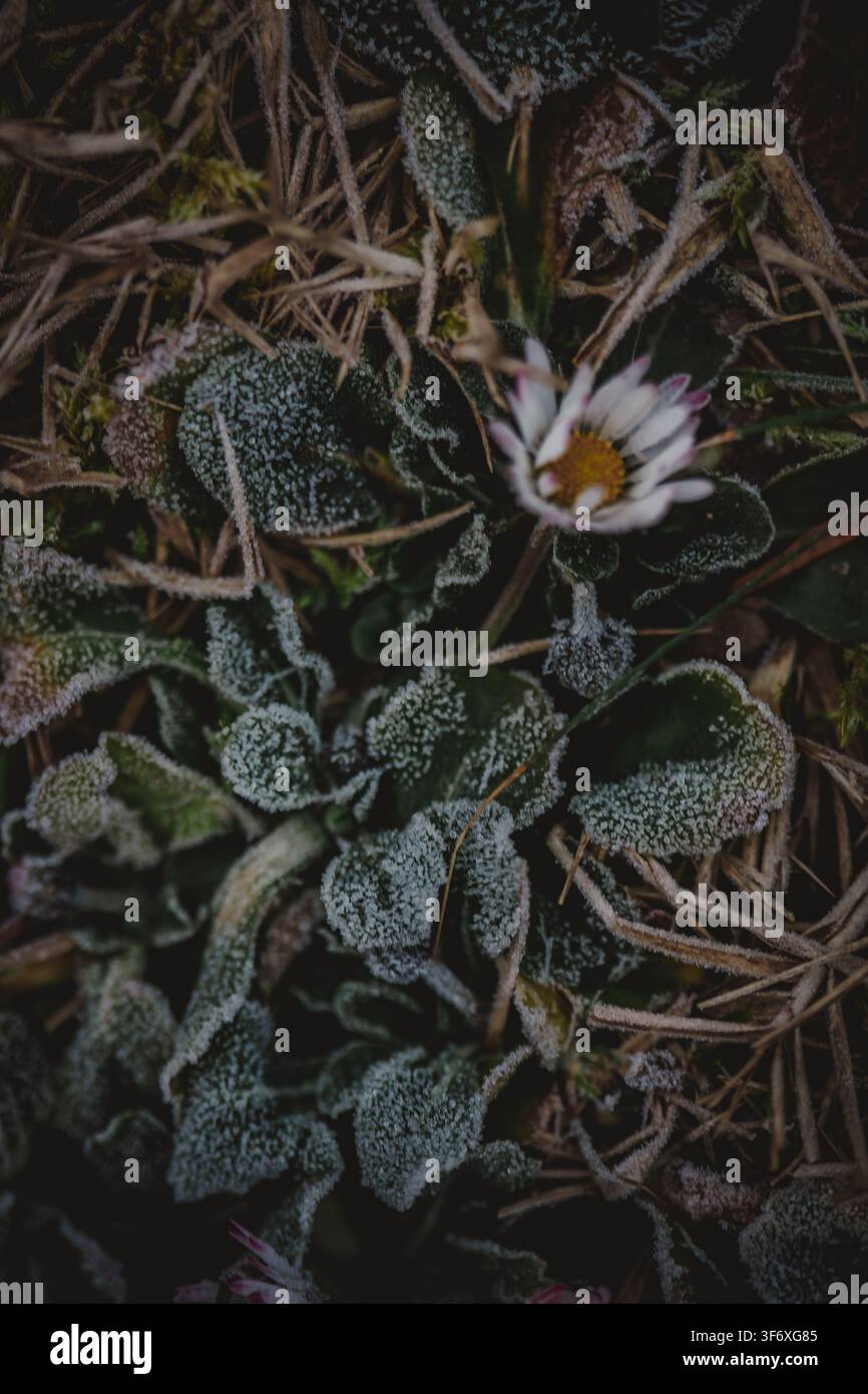 Pissenlit et feuilles recouverts de givre sur un sol froid Banque D'Images