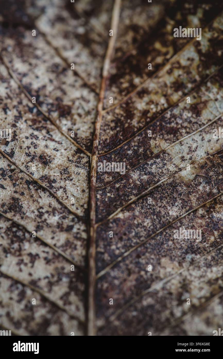 Détail rapproché d'une feuille d'automne en décomposition Banque D'Images