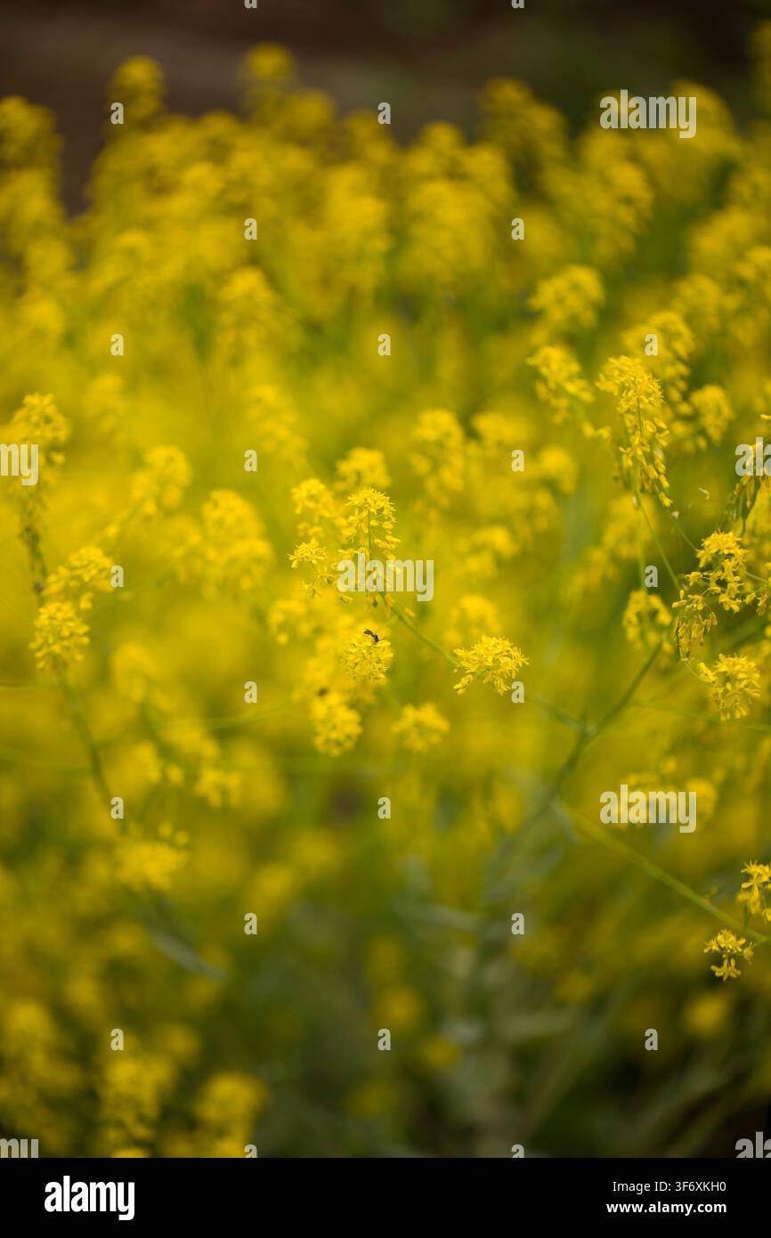 Déliquescentes fleurs sauvages jaunes en flou artistique Banque D'Images