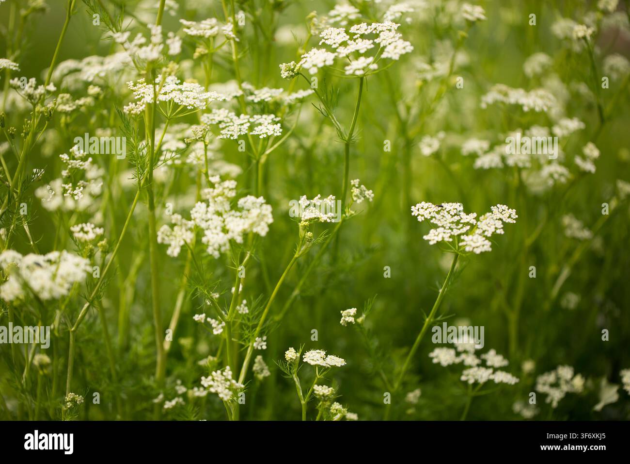 Déliquescentes fleurs sauvages blanches en pleine floraison dans un champ Banque D'Images