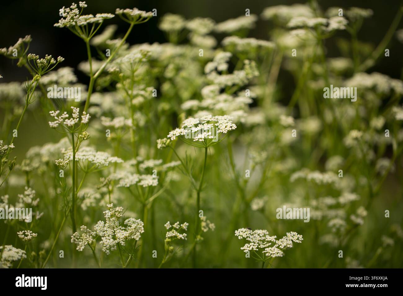 Close-up de délicates fleurs sauvages blanches en pleine floraison Banque D'Images