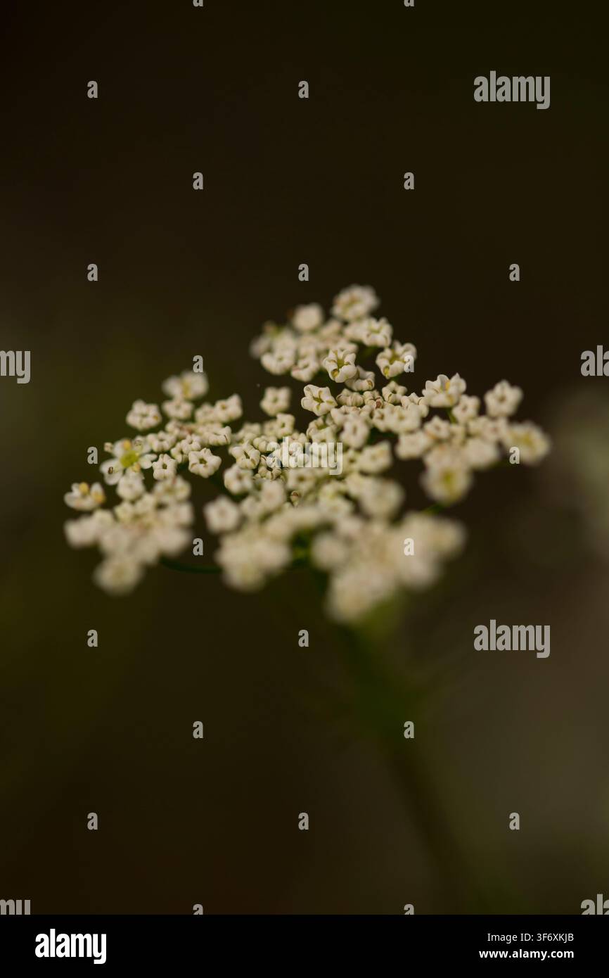 Vue macro des délicates fleurs blanches sauvages Banque D'Images