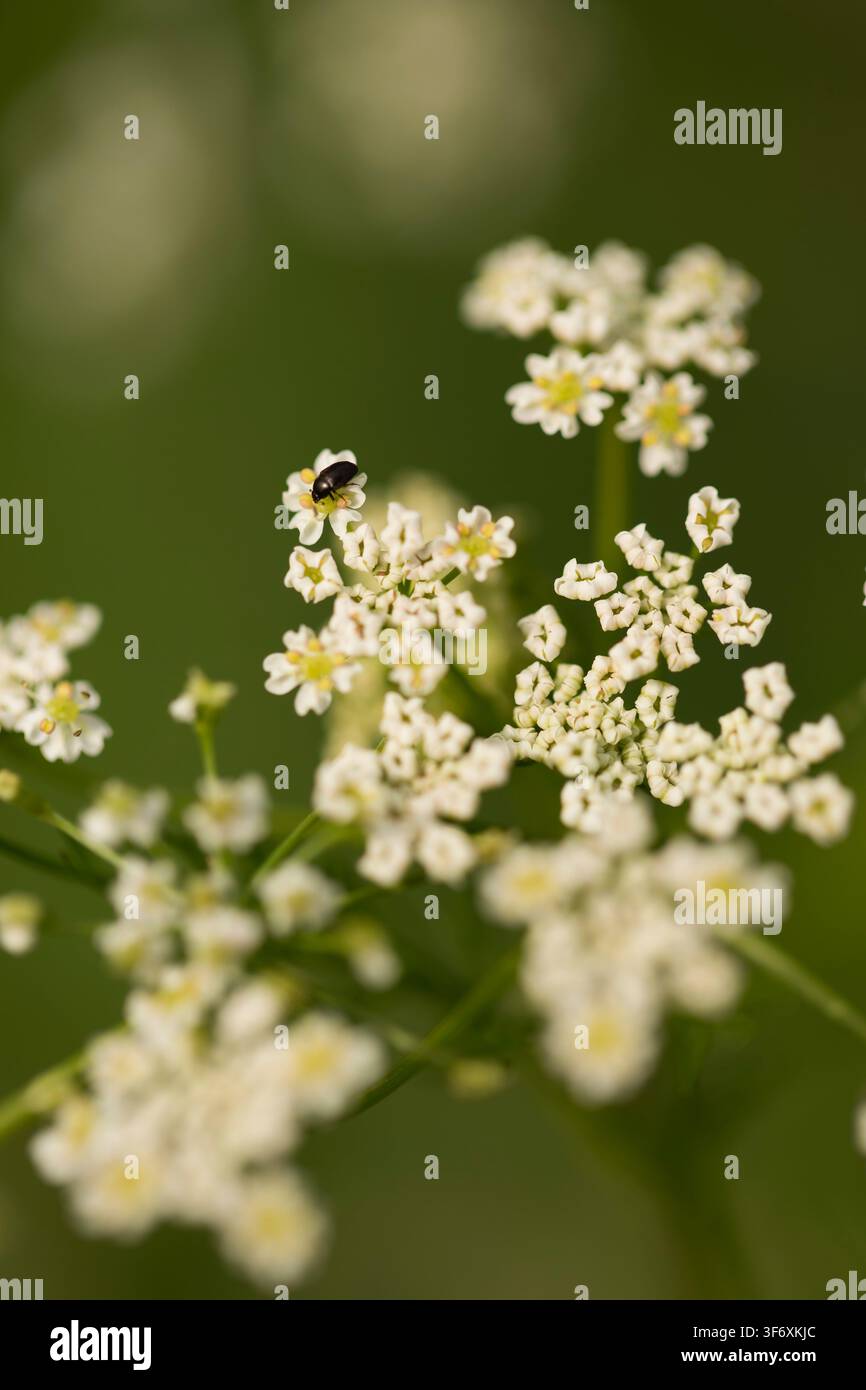 Petit scarabée noir reposant sur une fleur sauvage blanche Banque D'Images