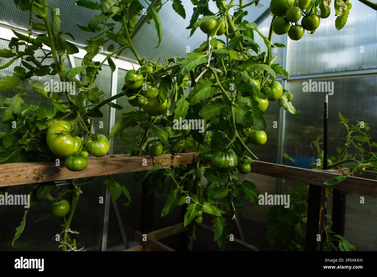 Tomates vertes poussant sur des vignes dans une serre Banque D'Images