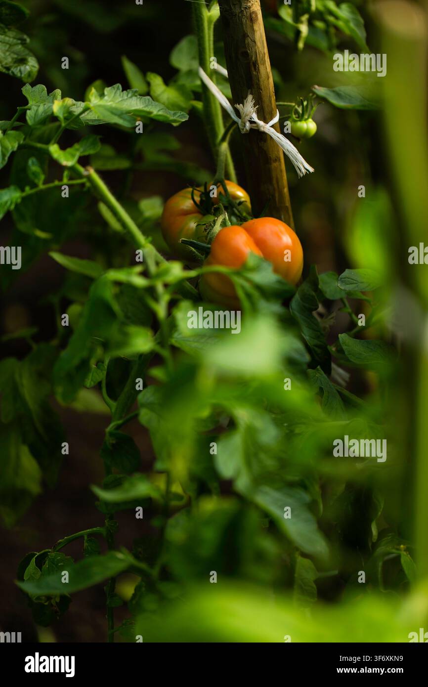 Tomates anciennes mûrissant sur la vigne attachée Banque D'Images
