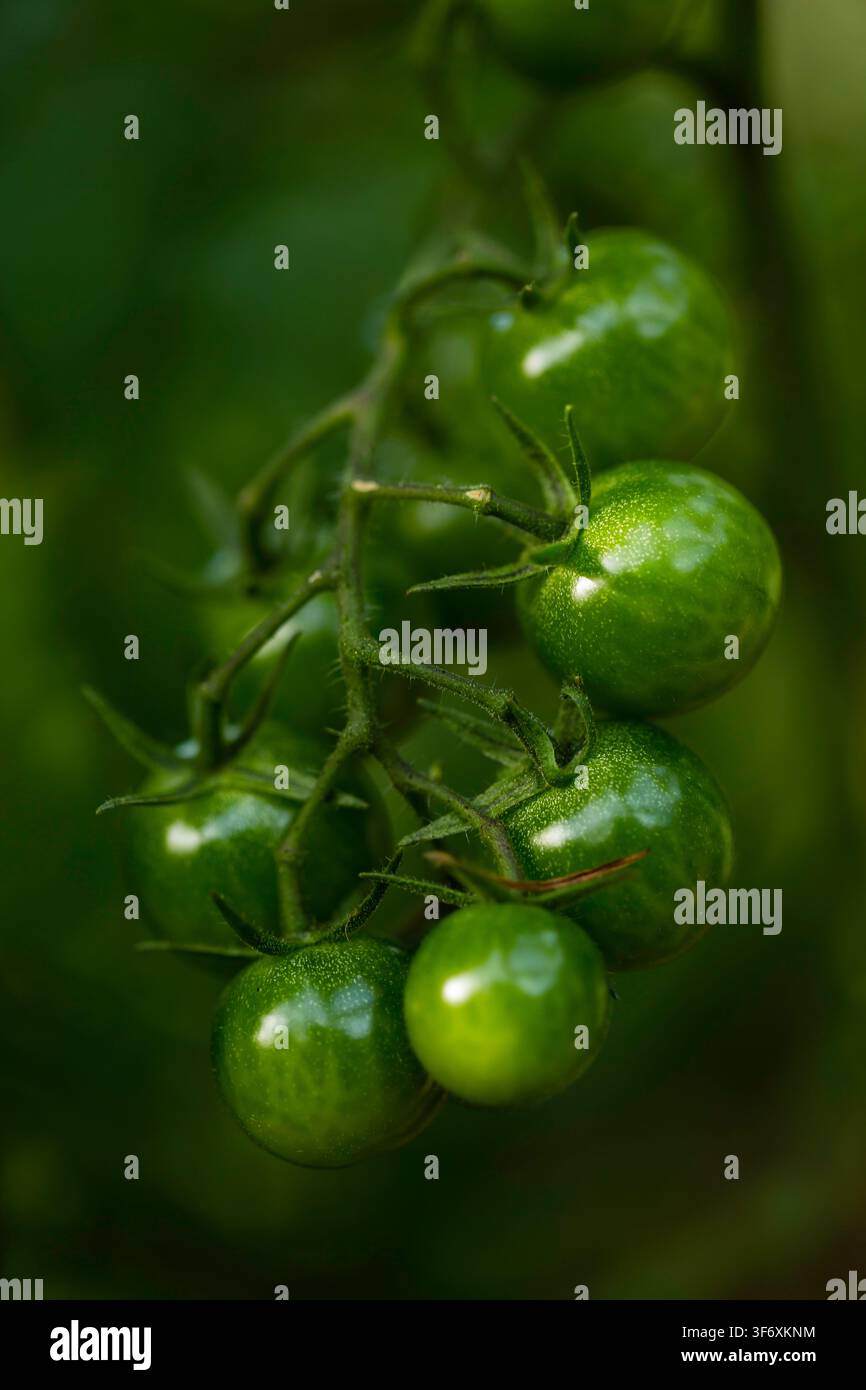 Grossissement de tomates vertes immatures sur la vigne Banque D'Images