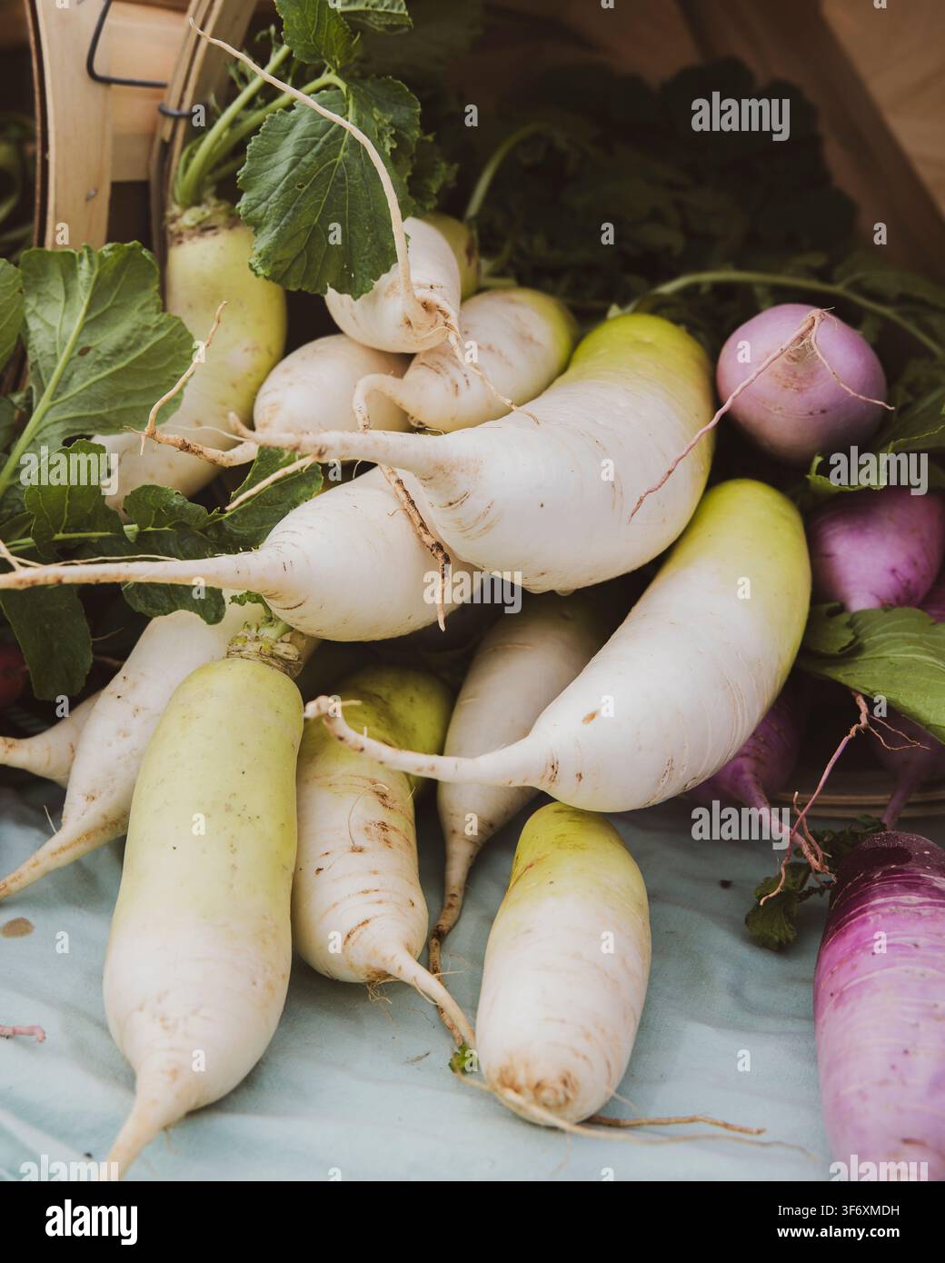 Daikon frais et radis violets dans un panier Banque D'Images
