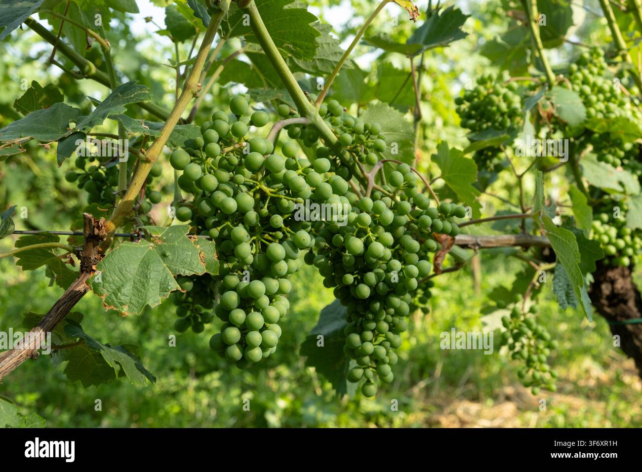 Un grappolo de raisins verts immatures pousse sur la vigne pendant la saison de croissance. Banque D'Images