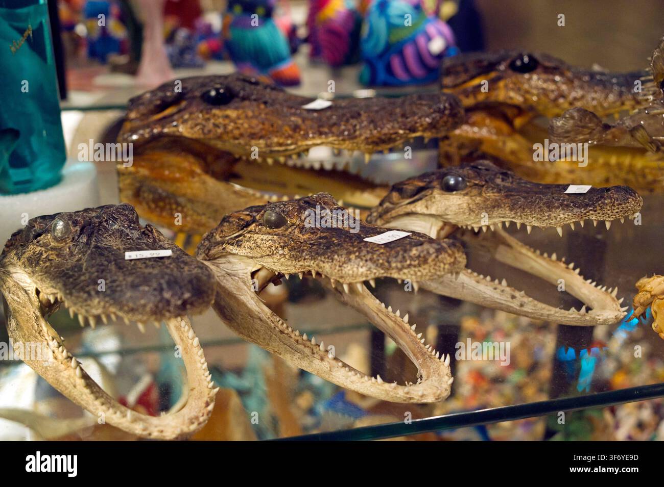Les chefs d'Alligator exposés à la vente dans un magasin en Floride Banque D'Images
