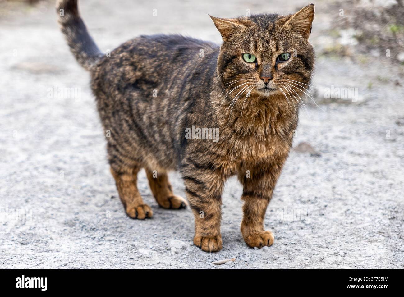 Chat sauvage brun rayé se tient prêt sur un sol rocheux, affichant un regard méfiant et une posture alerte, capturant l'essence de la faune sauvage indomptée dans un environnement rude Banque D'Images