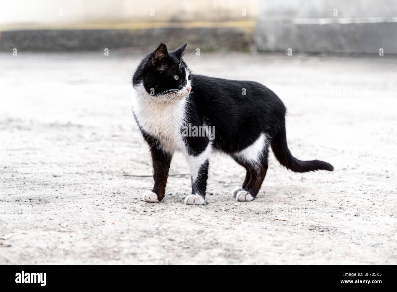 Félidé noir et blanc debout en alerte sur du béton, montrant un comportement vigilant dans un cadre de lumière claire, parfait pour les thèmes liés au comportement animal Banque D'Images
