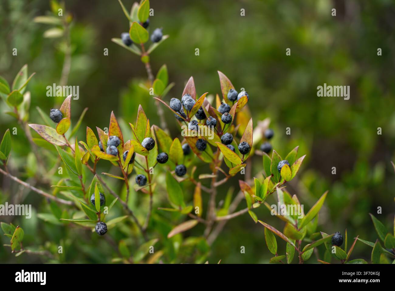 Macro rapprochée de baies sauvages bleu-noir poussant sur une branche feuillue verte, détail botanique naturel avec fond boisé doux Banque D'Images