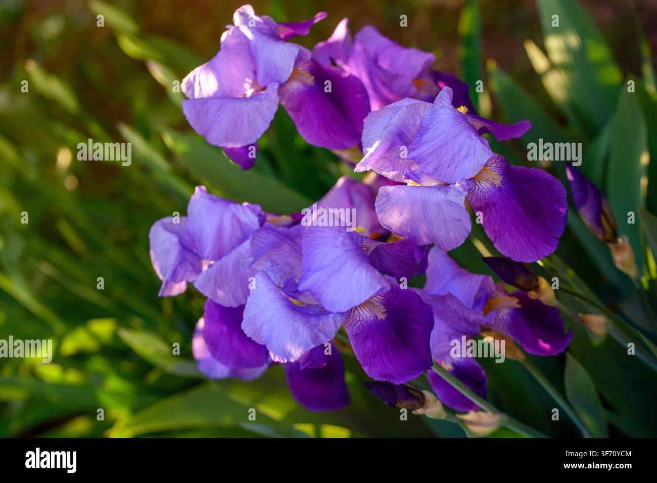 Des fleurs d'iris violettes éclatantes éclosent contre des feuilles vertes luxuriantes. La lumière du soleil met en valeur les pétales délicats et la beauté naturelle du jardin Banque D'Images