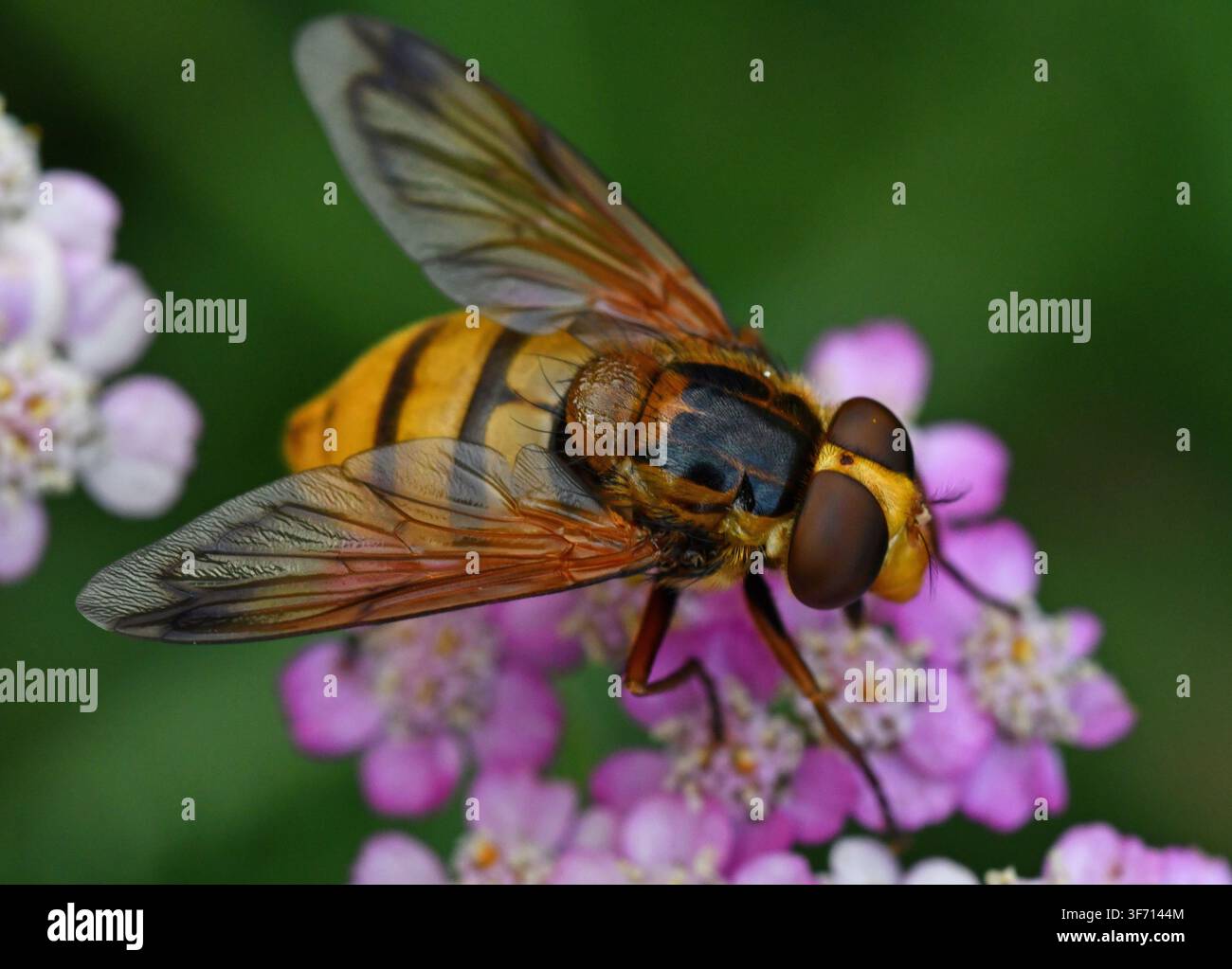 Énorme mouche volantine, Volucella inanis, sur Achillée Banque D'Images