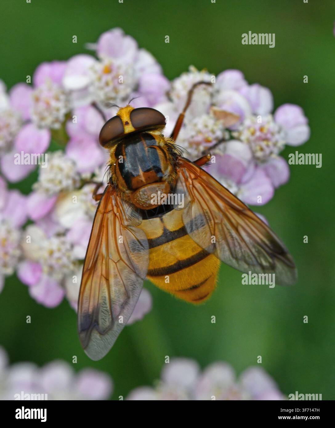 Énorme mouche volantine, Volucella inanis, sur Achillée Banque D'Images