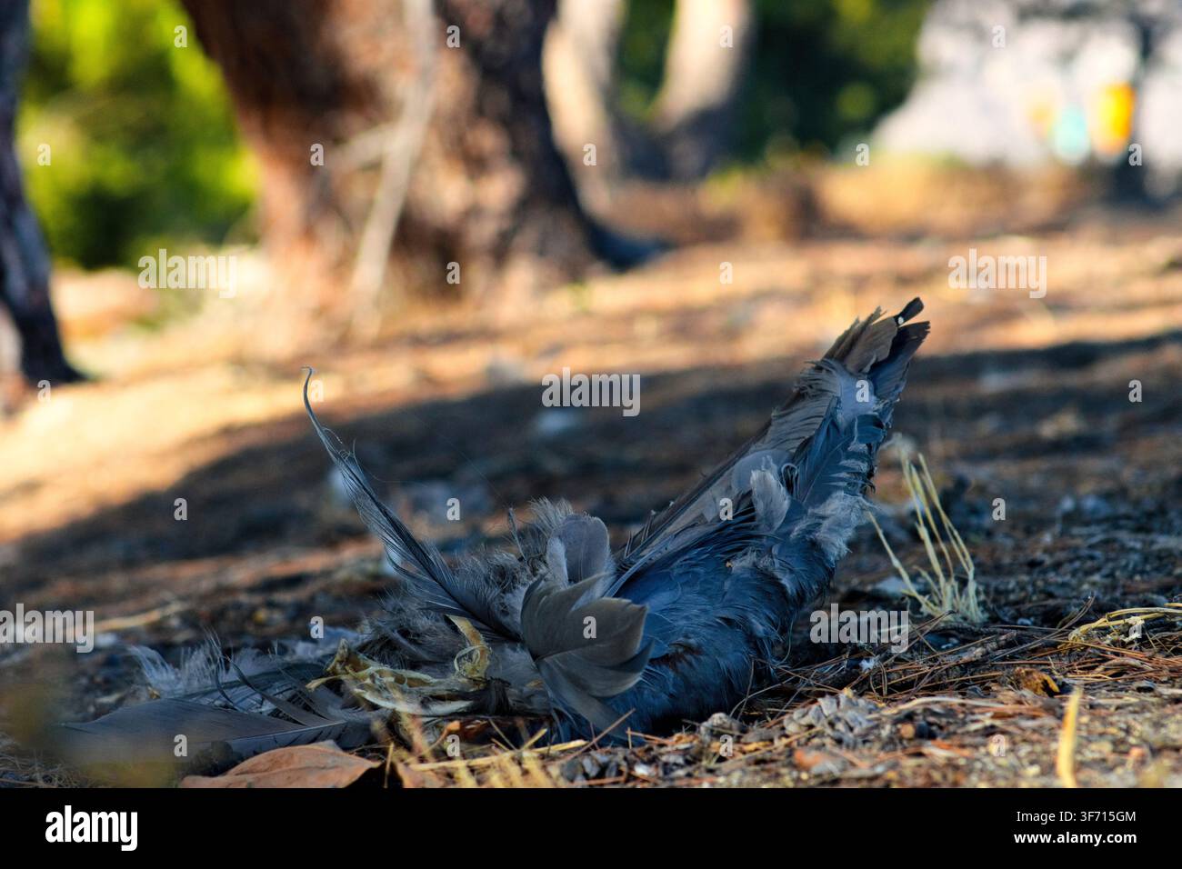 Un pigeon mort gît parmi des plumes éparpillées et un sol sec sous les arbres dans un cadre d'ombre d'un parc du sud de la Californie. Banque D'Images