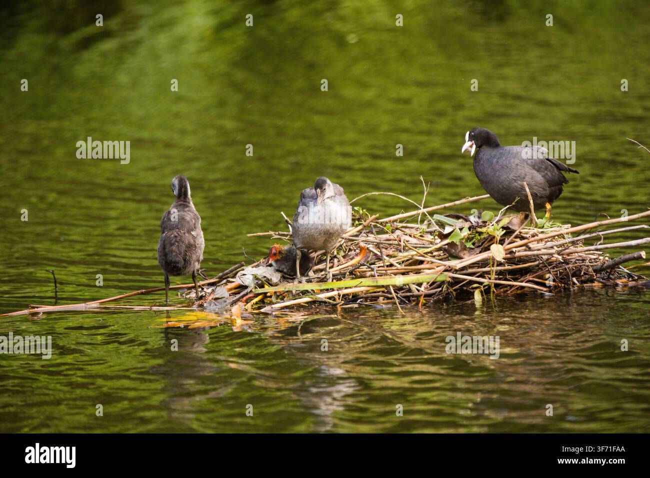Un parent eurasien coot prend soin de ses poussins sur un nid dans le lac, Bromley, protégeant sa famille grandissante. Banque D'Images