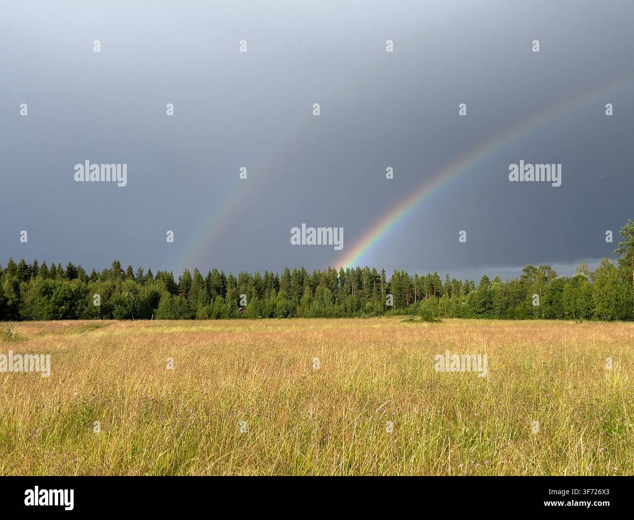 Un double arc-en-ciel s'étend au-dessus d'un champ herbeux et d'une forêt sous un ciel orageux - Image de stock capturée avec un smartphone