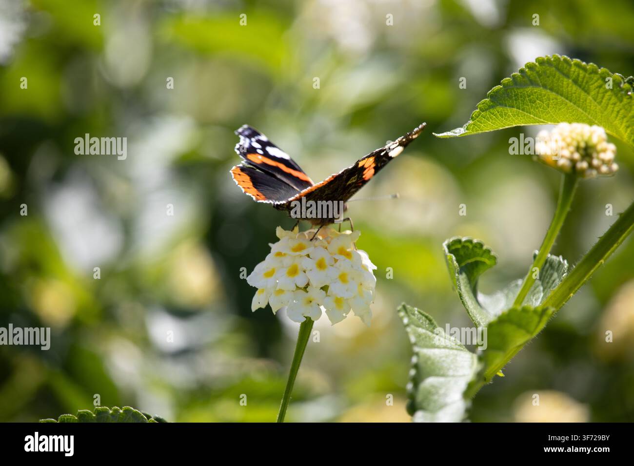 Papillon admiral rouge (Vanessa atalanta) reposant et se nourrissant de fleurs blanches de Lantana (Lantana camara) en fleurs dans un jardin ensoleillé Banque D'Images
