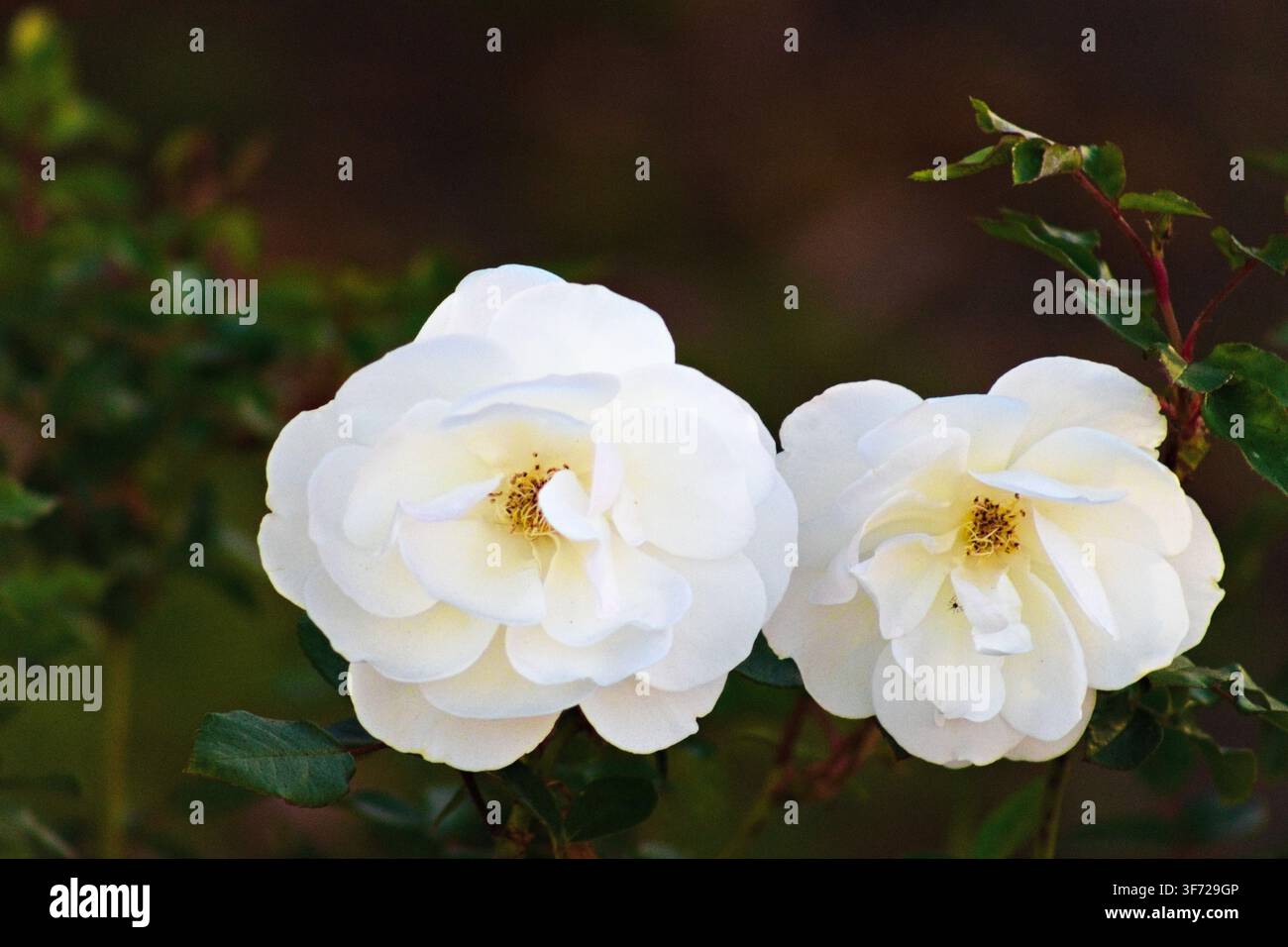 Les roses blanches fleurissent doucement sur un fond vert flou. Les pétales scintillent sous la lumière naturelle, mettant en valeur les courbes douces. Le centre révèle un jaune subtil Banque D'Images