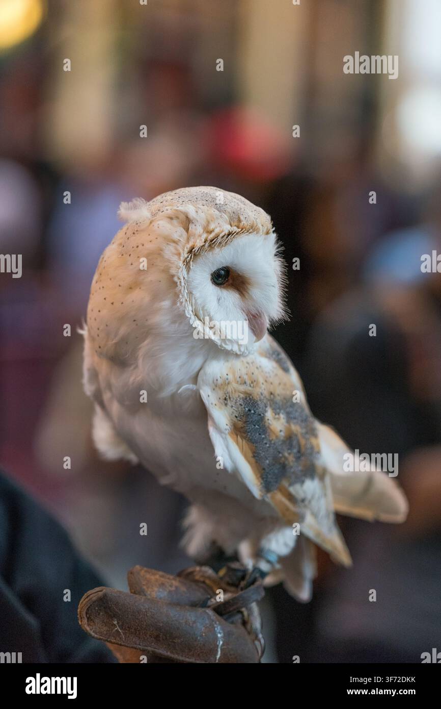Une chouette barnique visite le marché de Leadenhall à Londres – le Diagon Alley de la vie réelle – pour des festivités célébrant l'anniversaire de Harry Potter. Banque D'Images