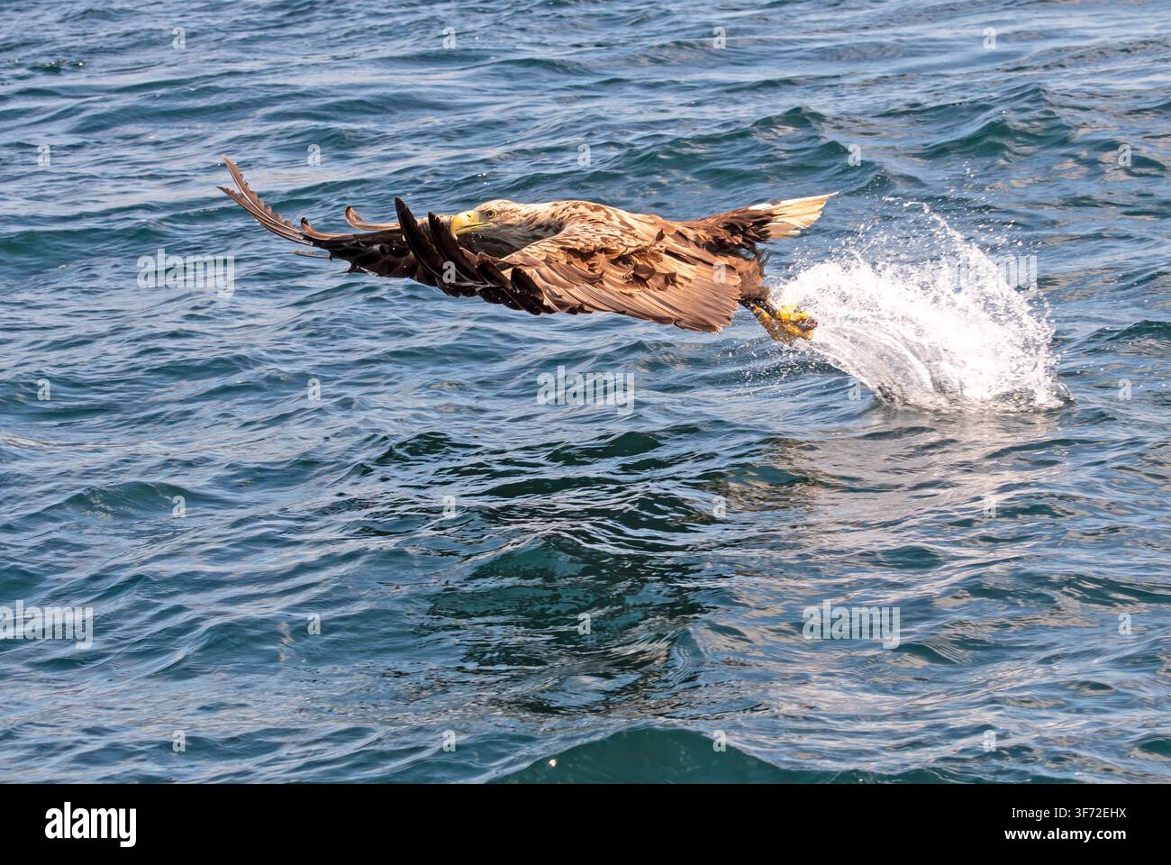 Aigle à tête blanche Haliaeetus albicilla attrapant un poisson Ulva Isle of Mull Écosse Banque D'Images