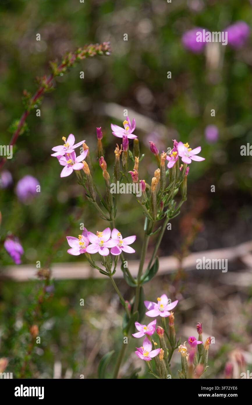 Gros plan des fleurs communes de centaury (centaurium erythraea) en fleurs Banque D'Images
