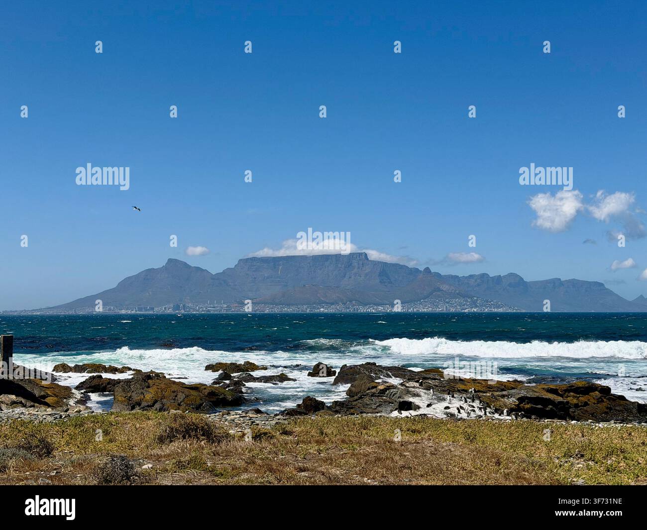 Montagne de la Table et la skyline du Cap vu depuis la rive rocheuse de l'île de Robben à travers la baie de la Table, avec des pingouins d'Afrique sur les rochers - Image de stock capturée avec un smartphone