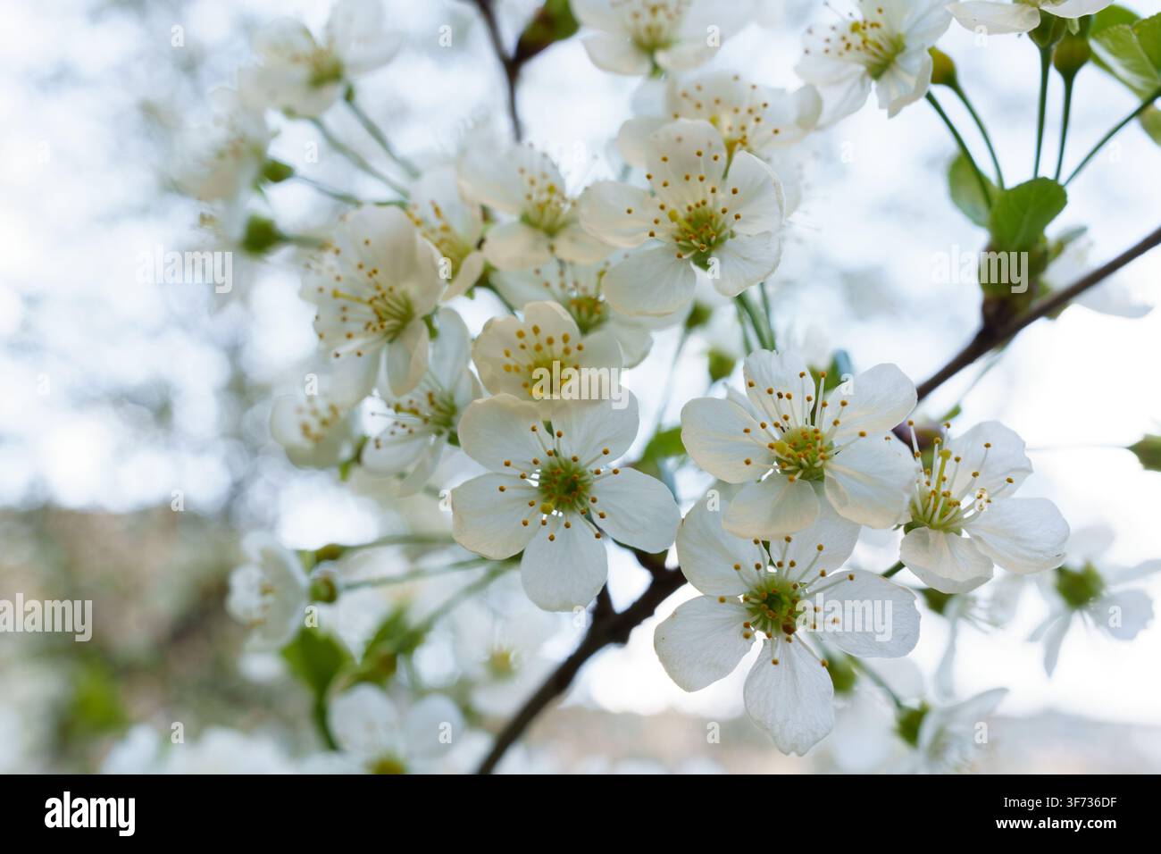 Des fleurs blanches éclosent sur des branches dans un jardin par une journée de printemps ensoleillée, mettant en valeur la beauté de la nature. Banque D'Images