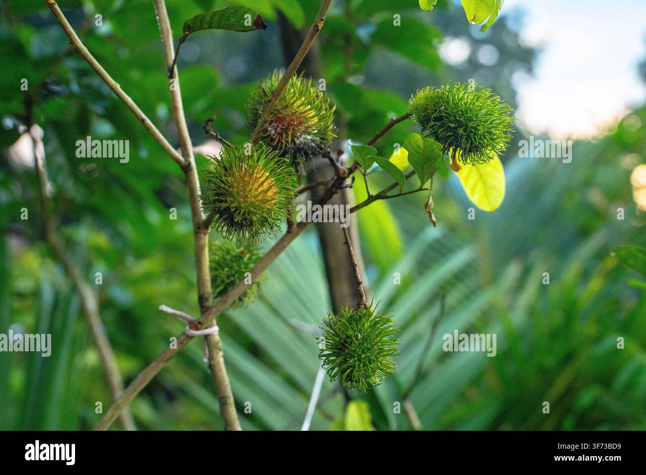 Vue rapprochée de fruits de pomme étoile (Chrysophyllum cainito) poussant sur un arbre avec des feuilles vertes dans un cadre naturel. Banque D'Images