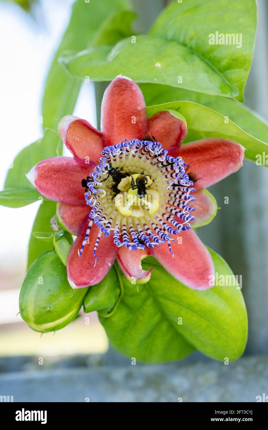 Fleur de la passion en fleurs, une plante tropicale rouge et violette unique avec plusieurs abeilles collectant le nectar et pollinisant sa structure complexe, représentant Banque D'Images