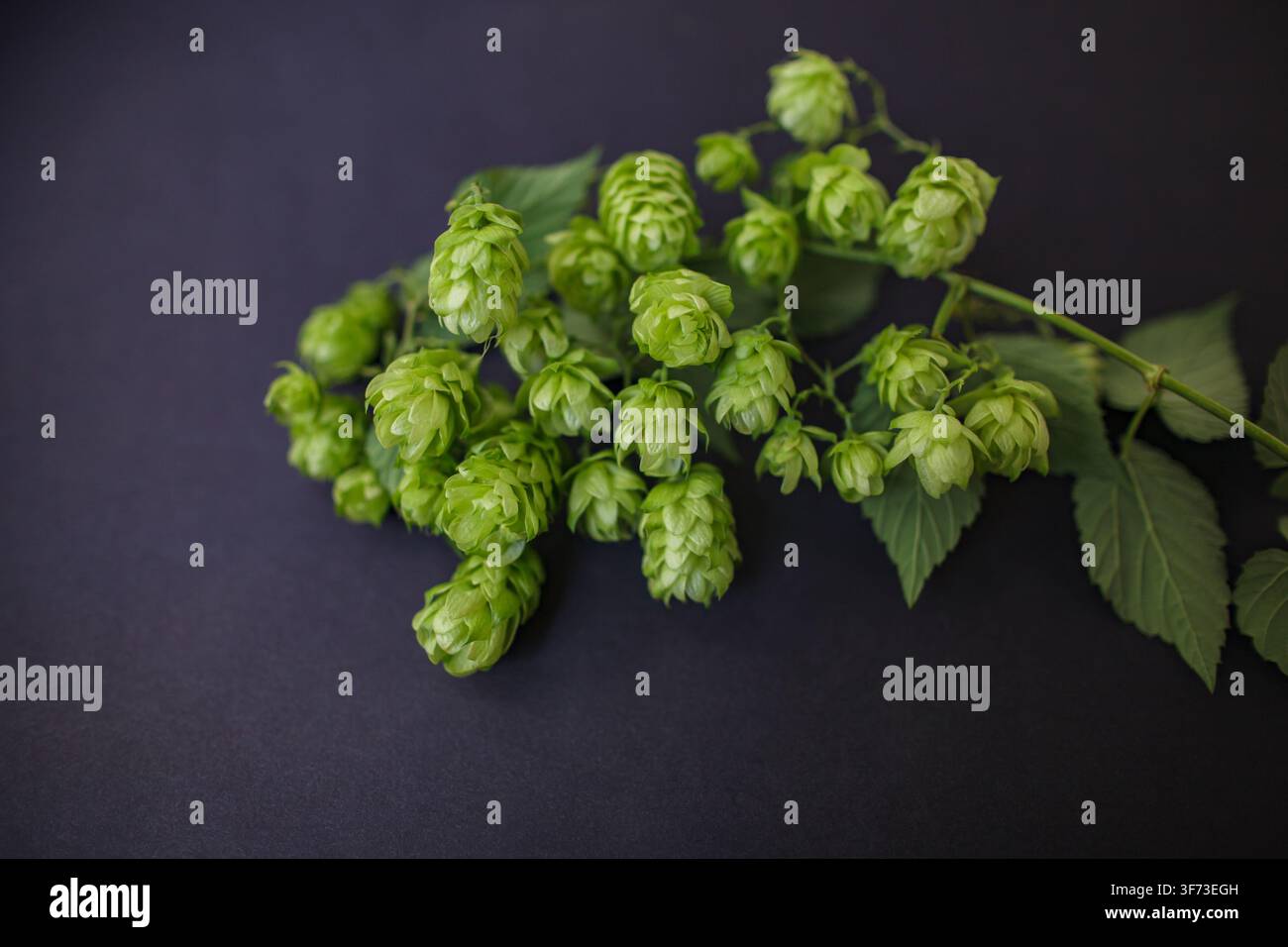 Branche de cônes de houblon vert frais avec des feuilles posée sur un fond sombre texturé avec un éclairage doux et un espace de copie ample. Banque D'Images